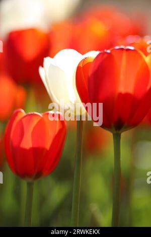 Belles tulipes rouges et blanches en fleurs au parc botanique Araluen, Perth, Australie occidentale Banque D'Images