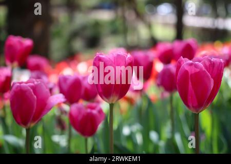 Jolies tulipes roses en fleurs au parc botanique d'Araluen au printemps, Perth, Australie occidentale, Australie Banque D'Images