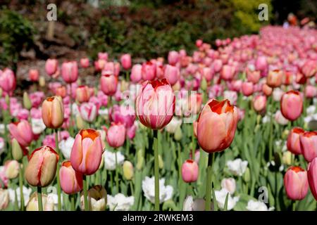 Rangées de jolies tulipes roses en fleurs à Araluen Botanic Park, Perth, Australie occidentale, Australie Banque D'Images