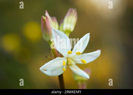 Laitières, Burchardia congesta, une espèce herbacée vivace de fleurs sauvages originaire d'Australie occidentale Banque D'Images