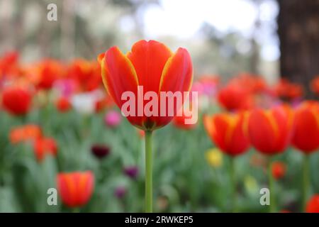 Bright Red Tulip in Focus au parc botanique Araluen, Perth, Australie occidentale Banque D'Images