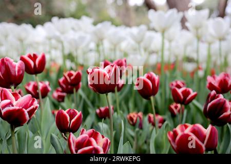 Rangées de magnifiques tulipes marron et blanches en fleurs au printemps à Araluen Botanic Park, Perth, Australie occidentale Banque D'Images