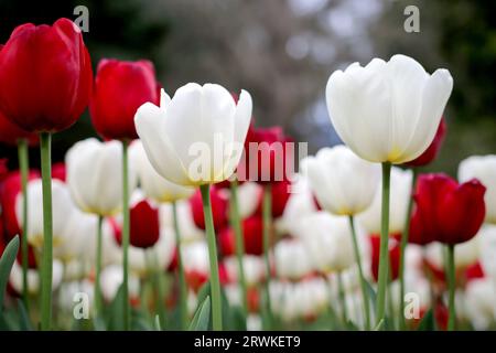 Belles tulipes rouges et blanches en fleurs au parc botanique Araluen, Perth, Australie occidentale Banque D'Images