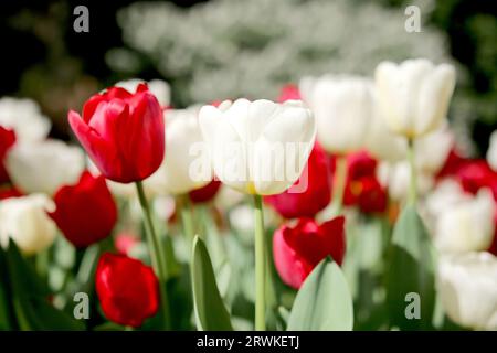 Belles tulipes rouges et blanches en fleurs au printemps à Araluen Botanic Park, Perth Australie occidentale Banque D'Images