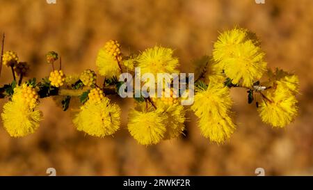 Les fleurs jaunes de Prickly Moses, Acacia pulchella, Australie occidentale Banque D'Images