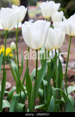 Tulipes blanches en fleurs à Araluen Botanic Park, Perth, Australie occidentale, Australie Banque D'Images