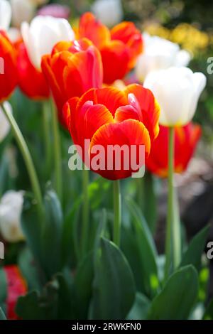 Belles tulipes rouges et blanches en fleurs au parc botanique Araluen, Perth, Australie occidentale Banque D'Images