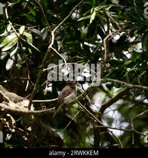 Hirondelle à ailes grossières du Nord dans Magnolia Tree Banque D'Images