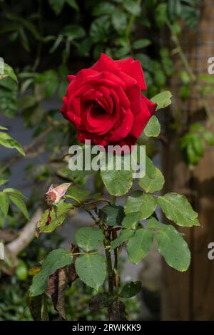 Royal William Rose pousse dans un jardin à Newquay en Cornouailles au Royaume-Uni. Banque D'Images