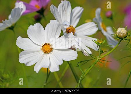 Cosmea, Cosmos bipinnatus, fleur en gros plan Banque D'Images