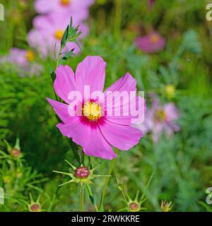 Cosmea, Cosmos bipinnatus, fleur en gros plan Banque D'Images