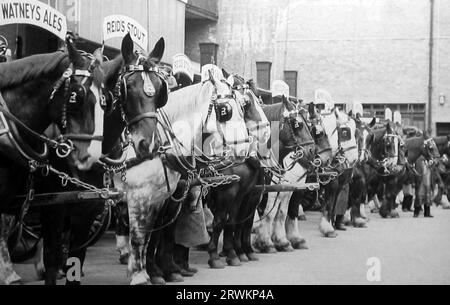 Dray Horses, Watney's Brewery, début des années 1900 Banque D'Images