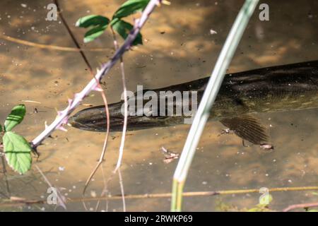 Pike Esox lucius, Arundel wwt dans le ruisseau soleil brillant chaud fin été près de la surface pour l'oxygène. Marbré vert brun long corps large bouche large queue Banque D'Images