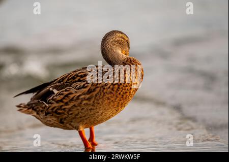 Canard dans l'eau. Une femelle Anas platyrhynchos nettoyant les plumes au coucher du soleil. Relaxation. Banque D'Images