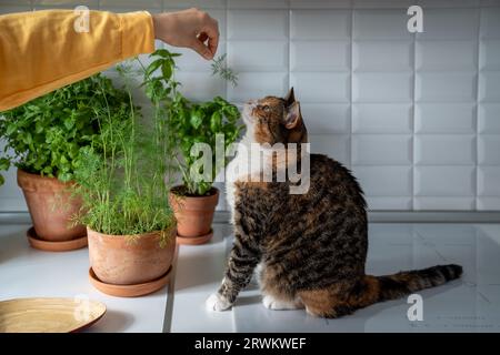 Renifleurs de chat aneth, cultivé par l'hôtesse dans le jardin de la maison. Amour pour les verts frais et les animaux de compagnie. Banque D'Images