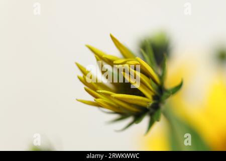 Une macro de mise au point sélective de l'artichaut de Jérusalem, aussi appelé racine solaire, tournesol sauvage, topinambur, ou bourgeon de fleur de pomme de terre Banque D'Images