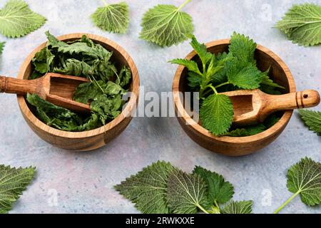 Feuilles d'ortie fraîches et séchées dans le mortier avec cuillère en bois. Herbes homéopathiques. Banque D'Images