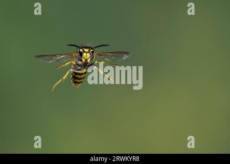 Deutsche Wespe, Wespe, Flug, Flugbild, fliegend, Vespula germanica, Vespa germanica, Paravespula germanica, guêpe, yellowjacket, guêpes, vestes jaunes, Banque D'Images