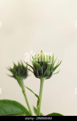 Une macro de mise au point sélective de l'artichaut de Jérusalem, aussi appelé racine solaire, tournesol sauvage, topinambur, ou bourgeon de fleur de pomme de terre Banque D'Images