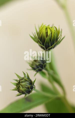 Une macro de mise au point sélective de l'artichaut de Jérusalem, aussi appelé racine solaire, tournesol sauvage, topinambur, ou bourgeon de fleur de pomme de terre Banque D'Images