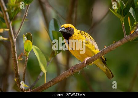 Male Village Weaver, Ploceus cucullatus, Grahamstown/Makhanda, Afrique du Sud, 10 septembre 2023. Banque D'Images