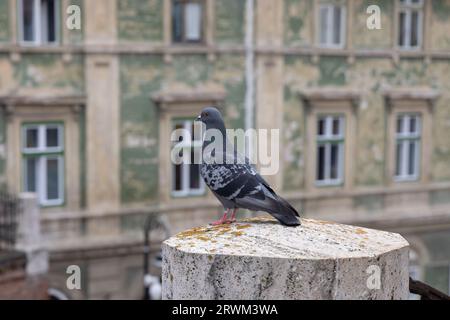 Pigeon sauvage (Columba livia domestica) alias colombe, pigeon de ville ou pigeon de rue sur fond de bâtiment historique flou à Sibiu, Roumanie Banque D'Images