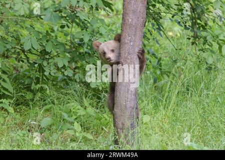 Ours brun européen - jeune ourson dans l'arbre Ursus arctos arctos montagnes des Carpates, Roumanie MA004354 Banque D'Images