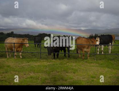 Jeunes taureaux noirs, bruns et tachetés derrière une clôture dans un paysage irlandais, sous un arc-en-ciel Banque D'Images