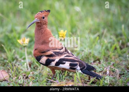 African Hoopoe, Pupa africana, debout sur le sol, Makhanda, Eastern Cape, Afrique du Sud, 08 septembre 2023. Banque D'Images