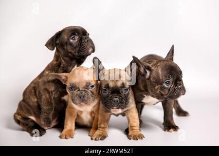 Petits chiots de bouledogue français Banque D'Images