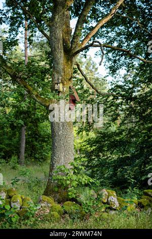 deux nichoirs nichés sur un tronc d'arbre. L'un des nichoirs est légèrement plus grand que l'autre, offrant des options pour différentes espèces d'oiseaux à fabriquer Banque D'Images