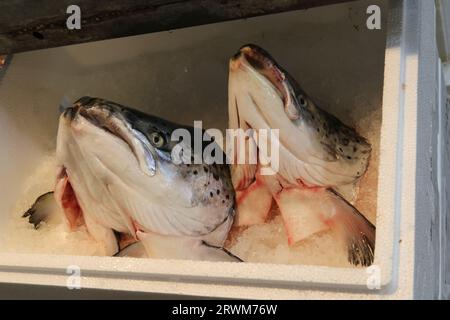 Fruits de mer à vendre au marché municipal central de Varvakios, Athènes, Grèce Banque D'Images