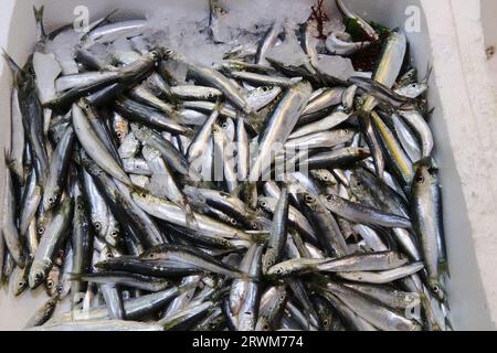 Fruits de mer à vendre au marché municipal central de Varvakios, Athènes, Grèce Banque D'Images