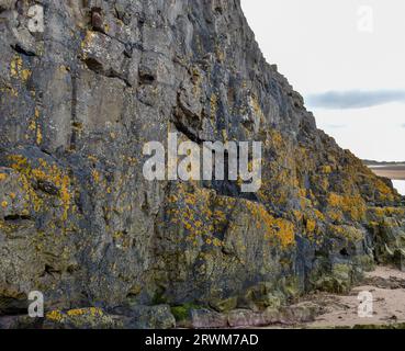 Une falaise accidentée et rocheuse couverte d'algues jaunes qui descend vers un rivage de sable à marée basse à Roan Head. Banque D'Images