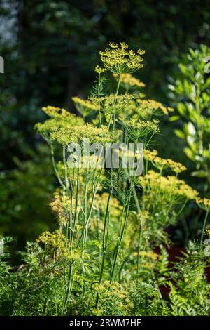 Une plante d'aneth magnifique et florissante (Anethum graveolens) dans un cadre extérieur. Les couronnes à l'aneth vert clair et vibrantes se démarquent d'un sombre et luxuriant Banque D'Images