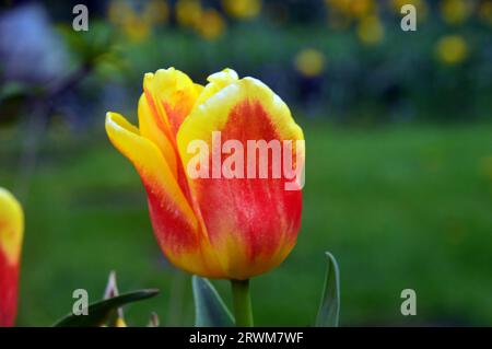 Simple tulipe Triumph bicolore rouge et jaune (Tulipa) 'Ice Lolly' cultivée dans une frontière dans un jardin cottage anglais, Lancashire, Angleterre, Royaume-Uni Banque D'Images