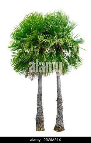Grands palmiers utilisés dans la décoration de jardin sur fond blanc. Isolé Banque D'Images