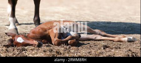 Portrait d'un poulain pur-sang . Cheval nouveau-né. Le beau poulain est couché dans la paille. Poulain dormant. Journée d'été ensoleillée. Extérieur. Un pur-sang Banque D'Images