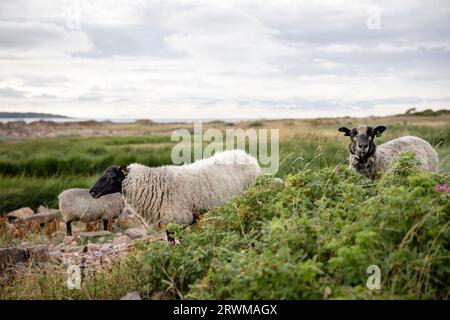 une scène tranquille de moutons paissant paisiblement dans une prairie au bord de la mer pendant un beau coucher de soleil. Le ciel est peint avec des teintes étonnantes, et la pastorale Banque D'Images