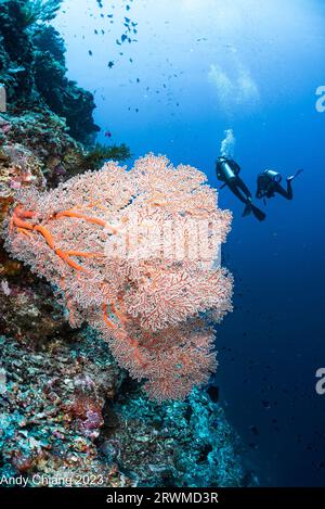 Un groupe de plongeurs explorant un récif corallien vibrant et coloré dans un environnement océanique tropical Banque D'Images