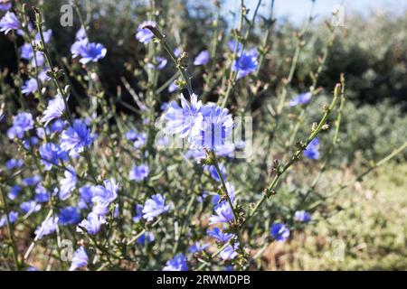 La chicorée (Cichorium intybus) fleurit à l'état sauvage en été. Les fleurs de chicorée bleue poussent sur une tige dans un jardin de fleurs. culture de plantes médicinales conc Banque D'Images