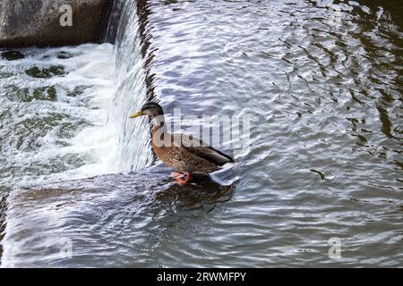 Canard sur l'eau dans la fontaine en gros plan Banque D'Images