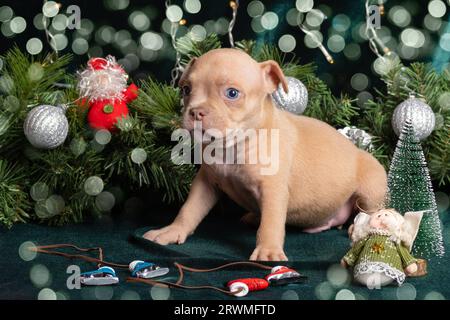 Petit chiot Bully américain mignon regardant un arbre de Noël décoré de jouets, flocons de neige, cônes et anges avec un beau bokeh. Noël et N Banque D'Images