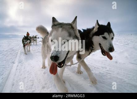 Kanada, CAN, Schlittenhundegespann au Nunavik, Provinz Québec, Nord-Kanada | traîneaux à chiens avec des Huskies sibériens au Nunavik, Nord-Canada Banque D'Images