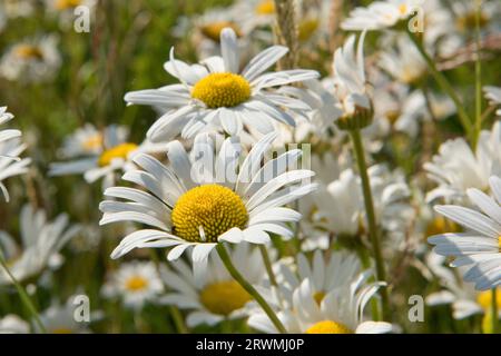 Marguerites d'oeil de boeuf ou de boeuf (Leucanthemum vulgare) fleurissant par une journée d'été brillante en juin. Il est attrayant pour de nombreux pollinisateurs dans le jardin, Berkshire Banque D'Images