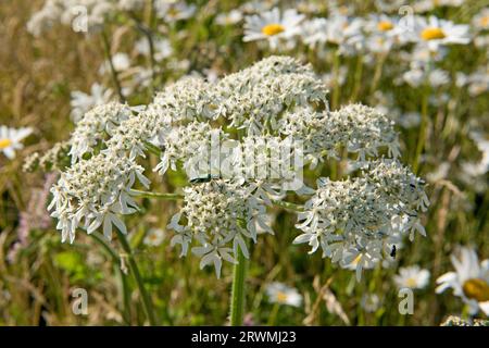 Amande commune (Heracleum sphondylium), Apiaceae, ombeau à fleurs blanches attirant de nombreux pollinisateurs dans les jardins et les haies, Berkshire, Banque D'Images