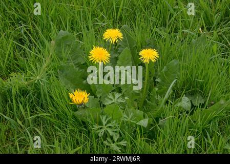Une plante de pissenlit (Taraxacum officinale) avec rosette de feuilles dentées et fleurs composites jaunes poussant dans les pâturages, l'herbe, Berkshire, mai Banque D'Images