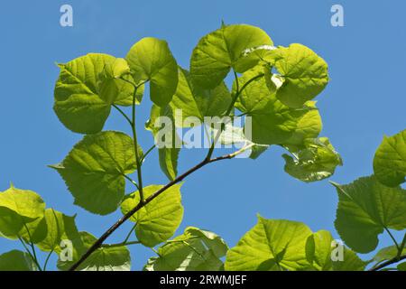 Tilleul ou tilleul à petites feuilles (Tilia cordata) feuilles d'arbre vert frais contre un ciel bleu et rétroéclairées par la lumière du soleil par une belle journée de printemps, Berkshire, mai Banque D'Images