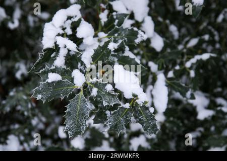 Feuilles couvertes de neige, Royaume-Uni Banque D'Images