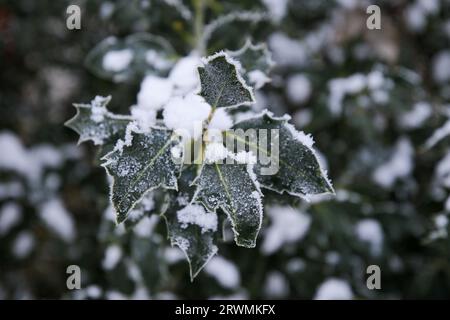 Feuilles couvertes de neige, Royaume-Uni Banque D'Images